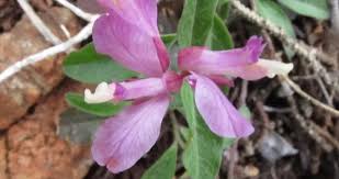 Attēlu rezultāti vaicājumam “Polygalaceae”
