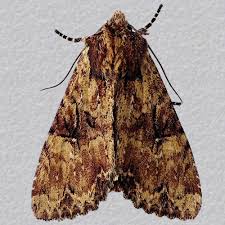 Attēlu rezultāti vaicājumam “Apamea epomidion”