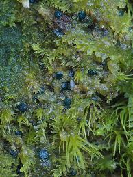 Attēlu rezultāti vaicājumam “Mniaecia jungermanniae”