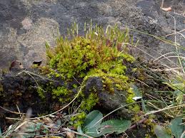 Attēlu rezultāti vaicājumam “Encalypta streptocarpa”