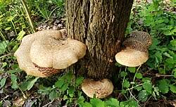 Attēlu rezultāti vaicājumam “Polyporus squamosus”