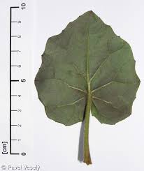 Attēlu rezultāti vaicājumam “Tussilago farfara leaf”