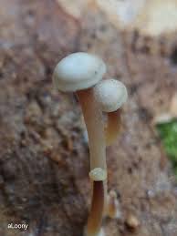 Attēlu rezultāti vaicājumam “Collybia sp.”