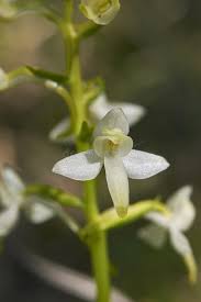 Attēlu rezultāti vaicājumam “Platanthera bifolia flower”