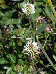 Attēlu rezultāti vaicājumam “Trifolium montanum”