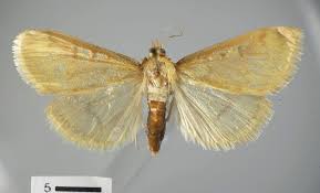 Attēlu rezultāti vaicājumam “Ostrinia nubilalis”