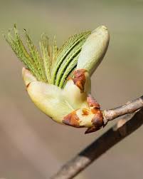 Attēlu rezultāti vaicājumam “Aesculus x hybrida bud”