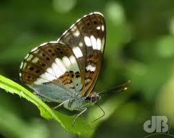 Attēlu rezultāti vaicājumam “Limenitis camilla underside”