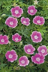 Attēlu rezultāti vaicājumam “Geranium sanguineum”
