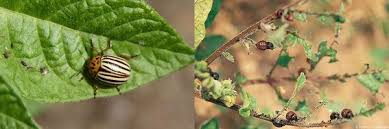 Attēlu rezultāti vaicājumam “Leptinotarsa decemlineata”