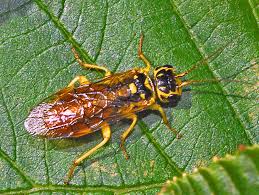 Attēlu rezultāti vaicājumam “Pamphiliidae”