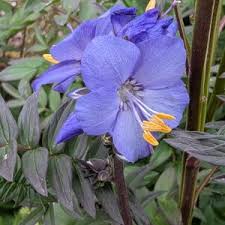Attēlu rezultāti vaicājumam “Polemonium caeruleum fruit”