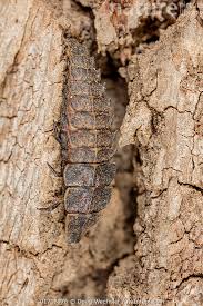 Attēlu rezultāti vaicājumam “Lampyridae”