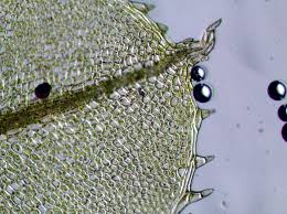 Attēlu rezultāti vaicājumam “Plagiomnium undulatum sporophyte”