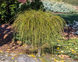 Attēlu rezultāti vaicājumam “Thuja plicata flower”