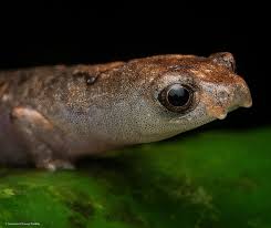 Attēlu rezultāti vaicājumam “Nothorhina punctata”