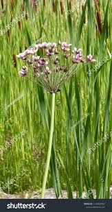 Attēlu rezultāti vaicājumam “Butomaceae”