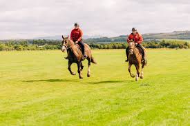 Image result for Scottish Equi Complex