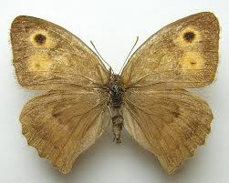 Attēlu rezultāti vaicājumam “Hyponephele lycaon male”