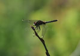 Attēlu rezultāti vaicājumam “Leucorrhinia caudalis”