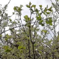 Attēlu rezultāti vaicājumam “Salix aurita leaf”
