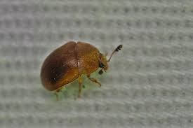 Attēlu rezultāti vaicājumam “Cychramus luteus”