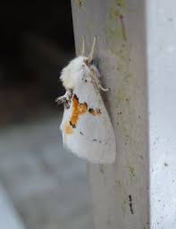 Attēlu rezultāti vaicājumam “Leucodonta bicoloria imago”