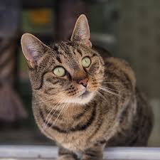 Afbeeldingsresultaat voor katten