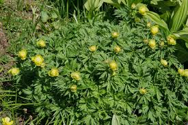 Attēlu rezultāti vaicājumam “Trollius europaeus leaf”