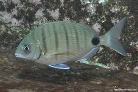 Image result for Diplodus cadenati