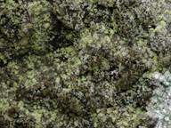 Attēlu rezultāti vaicājumam “Arthonia leucopellaea”