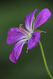 Attēlu rezultāti vaicājumam “Geranium palustre”