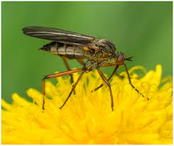 Attēlu rezultāti vaicājumam “Empis sp.”