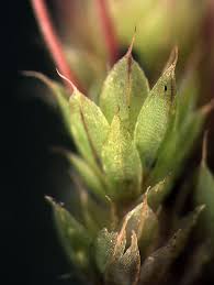 Attēlu rezultāti vaicājumam “Bryum capillare”