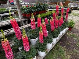 Attēlu rezultāti vaicājumam “Delphinium elatum  fruit”