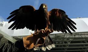 Image result for Wimbledon Hawks