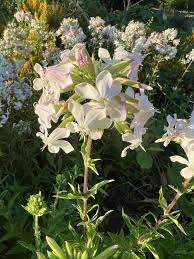 Attēlu rezultāti vaicājumam “Saponaria officinalis leaf”