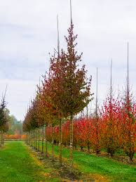 Attēlu rezultāti vaicājumam “Cornus mas”