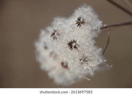 Attēlu rezultāti vaicājumam “Taraxacum officinale aggr. fruit”