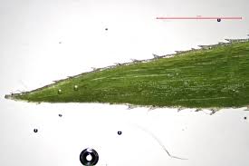 Attēlu rezultāti vaicājumam “Pogonatum nanum”