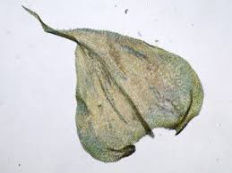 Attēlu rezultāti vaicājumam “Cribraria oregana”