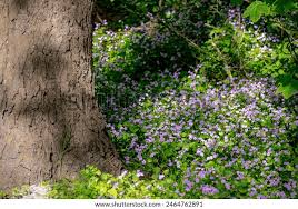 Attēlu rezultāti vaicājumam “Claytonia sibirica flower”