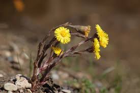 Attēlu rezultāti vaicājumam “Tussilago farfara flower”