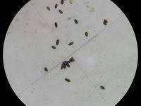 Attēlu rezultāti vaicājumam “Anthostoma decipiens”