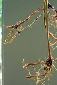 Attēlu rezultāti vaicājumam “Phalaroides arundinacea fruit”