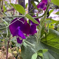 Image result for Lathyrus odoratus