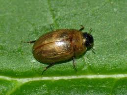 Attēlu rezultāti vaicājumam “Enochrus affinis”