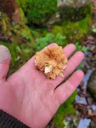 Attēlu rezultāti vaicājumam “Hydnum sp.”