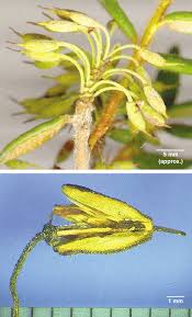 Attēlu rezultāti vaicājumam “Chamaedaphne calyculata fruit”