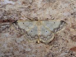 Attēlu rezultāti vaicājumam “Idaea biselata”